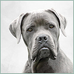 Plaque Humour Chien Cane Corso Prisonnier - Aluminium 15x20 Cm, Texte Personnalisable, Pour Extérieur