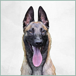 Médaille Chien Personnalisée Malinois Berger Belge – Acier Inox Gravé, Fait Main Slovénie
