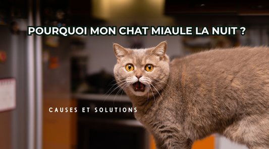 Pourquoi mon chat miaule la nuit ? Causes et solutions