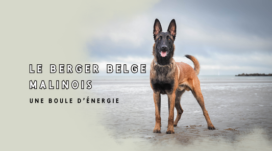 Berger belge Malinois : fiche complète de la race