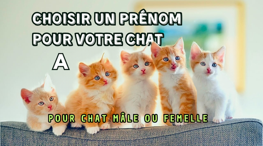 Liste prénoms chats Lettre A Classés