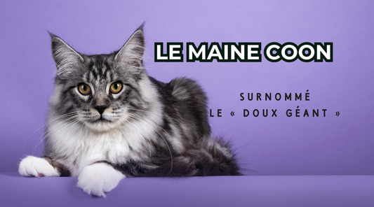 Maine Coon : fiche de race, caractère, santé et entretien