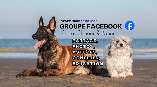 Groupe Facebook Entre Chiens et Nous : Partage, Photos, Éducation, Astuces...