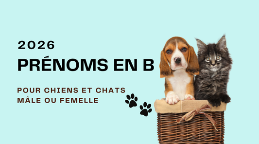 Prénoms chiens ou chats Lettre B Classés