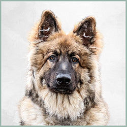 Plaques Altdeutscher