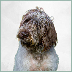 Plaques Griffon Korthals