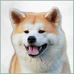 Plaques Akita Inu
