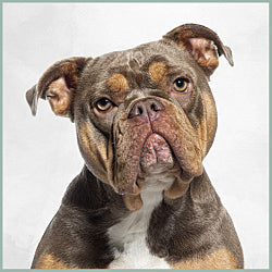 Plaques American Bully