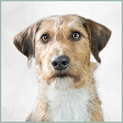 Plaques Basset fauve de Bretagne