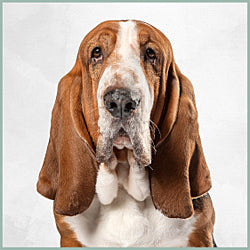 Plaques Basset Hound