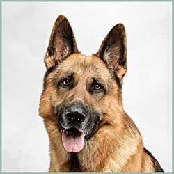 Plaques Berger Allemand