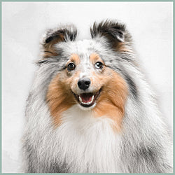 Plaques Berger des Shetland