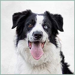 Plaques Border Collie