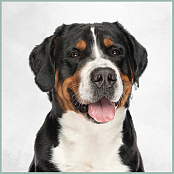 Plaques Bouvier Suisse