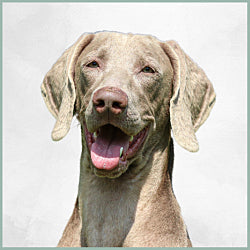 Plaques Braque de Weimar