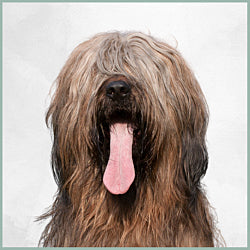 Plaques Briard