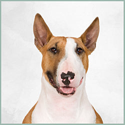 Plaques Bull Terrier