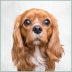 Plaques Cavalier King Charles