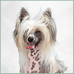 Plaques Chien Chinois à Crête