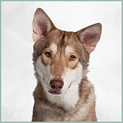 Plaques Chien-Loup de Saarloos