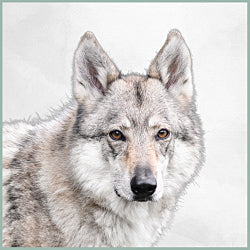 Plaques Chien-Loup Tchèque