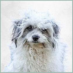 Plaques Coton de Tuléar