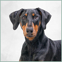 Plaques Dobermann