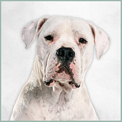 Plaques Dogue Argentin