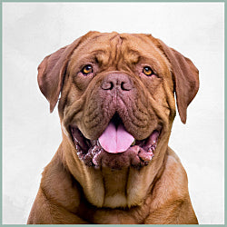Plaques Dogue de Bordeaux