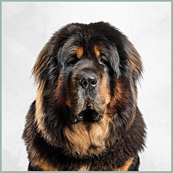 Plaques Dogue du Tibet