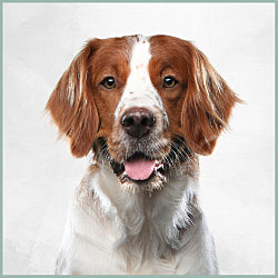 Plaques Épagneul Breton