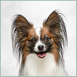 Plaques Épagneul Papillon