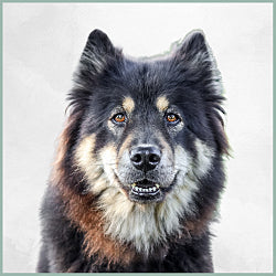 Plaques Eurasier