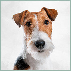 Plaques Fox Terrier
