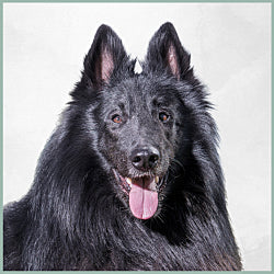 Plaques Berger Belge Groenendael