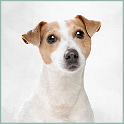 Plaques Jack Russell