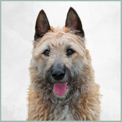 Plaques Berger Belge Laekenois