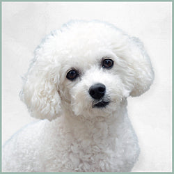 Plaques Bichon