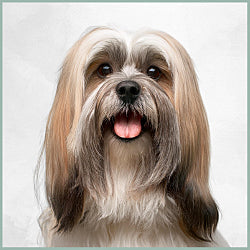 Plaques Lhassa Apso