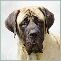 Plaques Mastiff