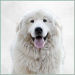 Plaques Montagne des Pyrénées