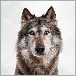 Plaques Old Inuit Dog