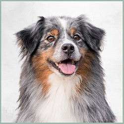 Plaques Berger Américain mini