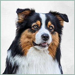 Plaques Berger Australien