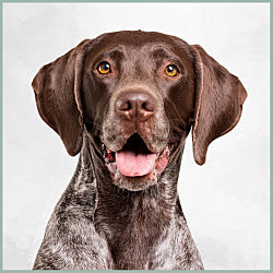 Plaques Braque Allemand