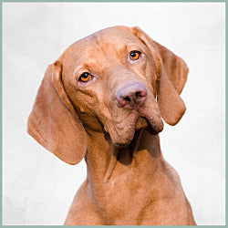 Plaques Braque Hongrois