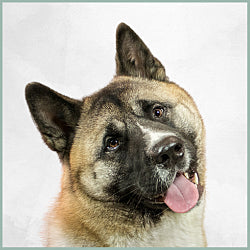 Plaques Akita américain