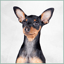 Plaques Pinscher