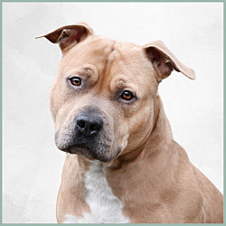 Plaques American Staff