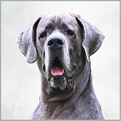 Plaques Dogue Allemand